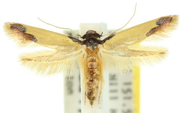 Opogona glycyphaga