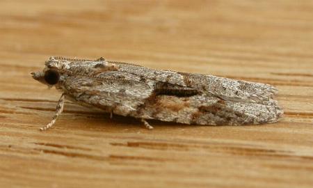 Acropolitis rudisana