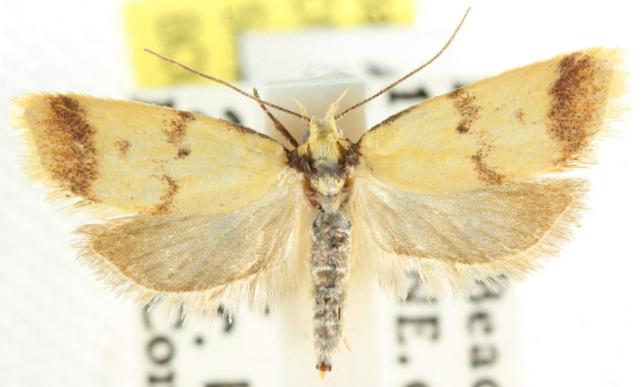 Heteroteucha anthodora
