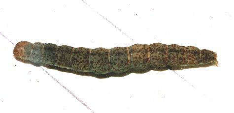 Garrha demotica