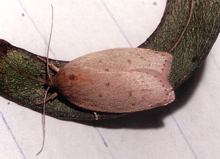 Garrha demotica