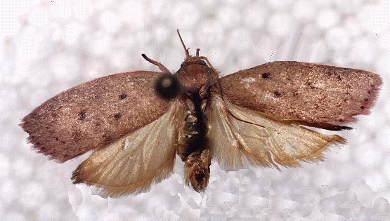 Garrha demotica