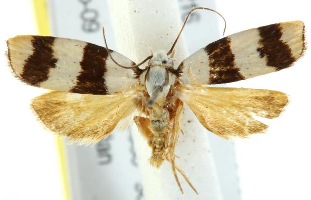 Zonopetala divisella