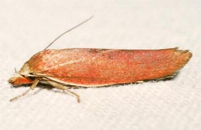 Wingia psittacodes