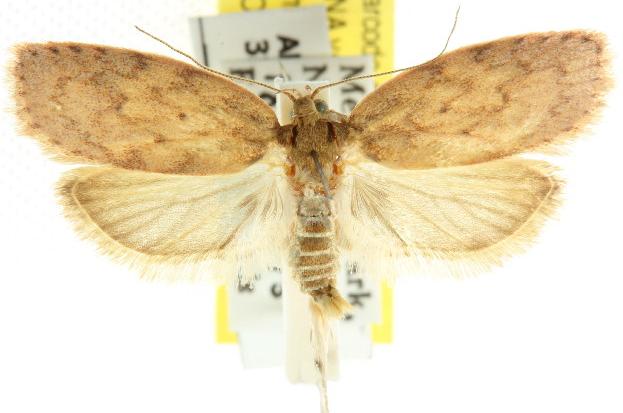 Garrha repandula