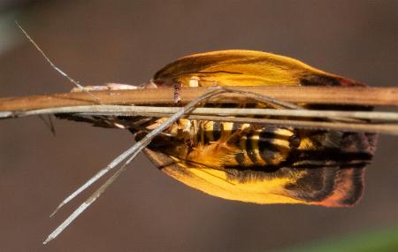 Cryptolechia triphaenatella