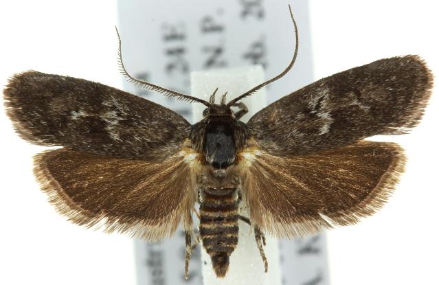 Araeostoma aenicta