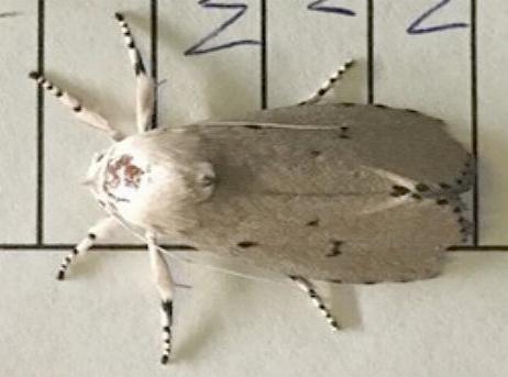 Cryptophasa aglaodes