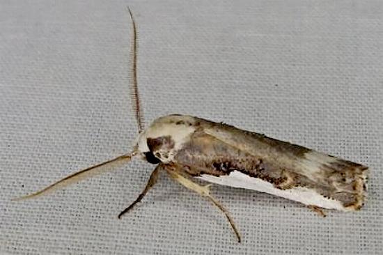 Cryptophasa argyrocolla