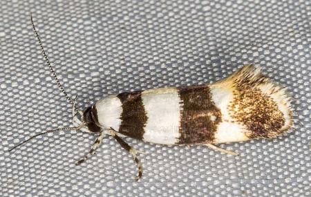 Lichenaula arisema