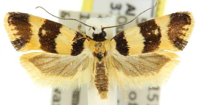 Lichenaula arisema