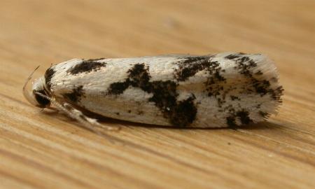 Lichenaula calligrapha