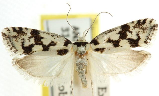 Lichenaula calligrapha