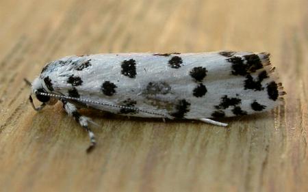 Lichenaula maculosa