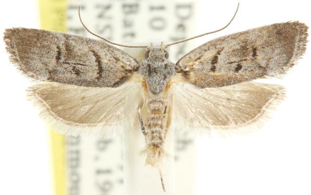 Lichenaula onychodes
