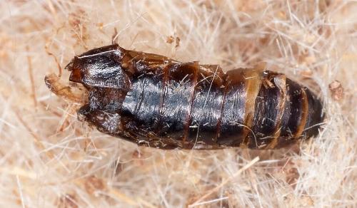Scieropepla typhicola
