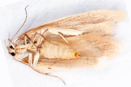 Scieropepla typhicola
