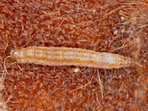 Scieropepla typhicola