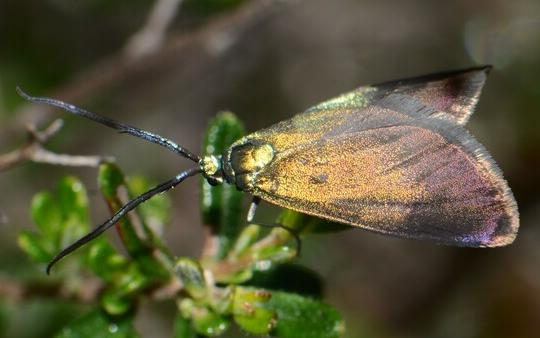Pollanisus cupreus