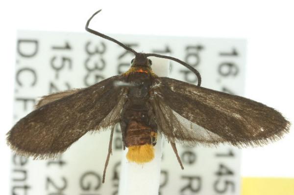 Pollanisus incertus