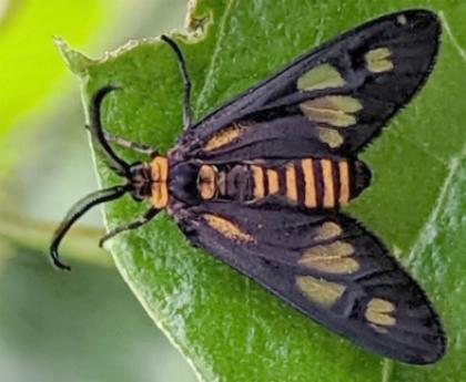 Thyrassia inconcinna
