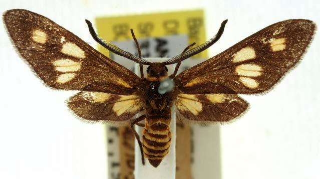 Thyrassia inconcinna