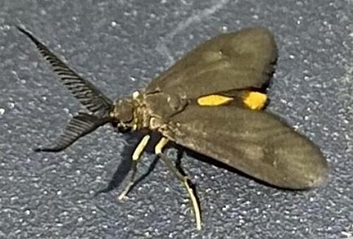 Onceropyga pulchra