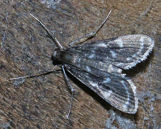 Strepsinoma amaura