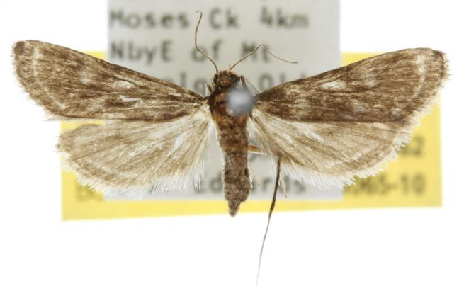 Strepsinoma amaura