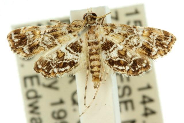 Elophila difflualis