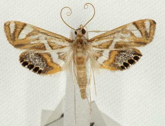 Margarosticha euprepialis