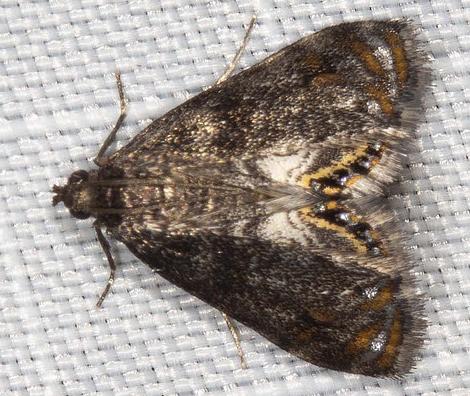 Paracataclysta fuscalis