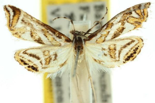 Anydraula glycerialis
