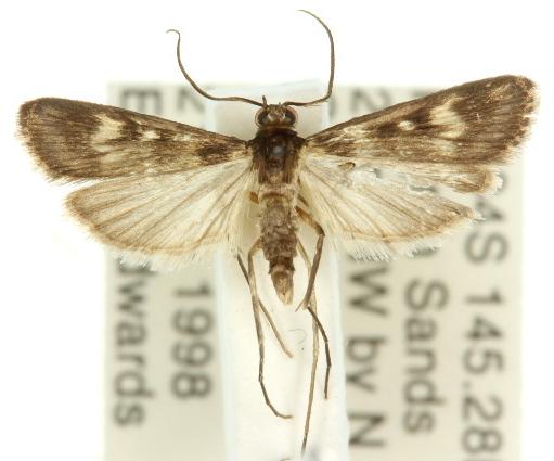 Araeomorpha limnophila