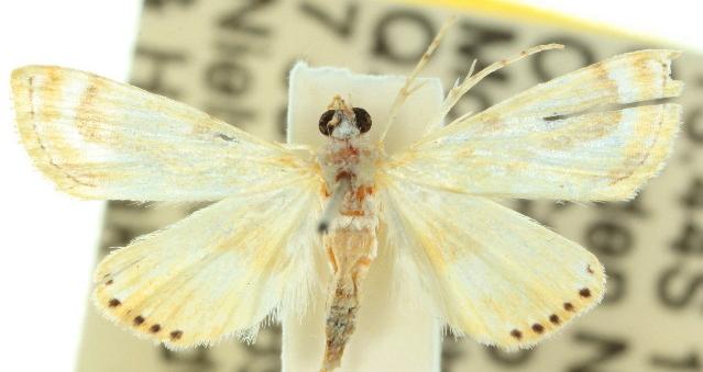 Cataclysta marginipuncta
