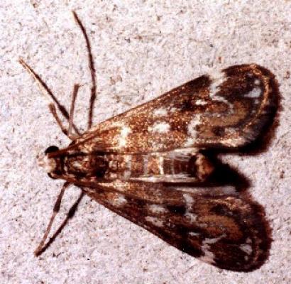 Hygraula nitens
