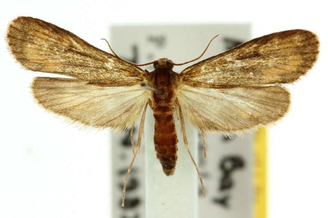 Hygraula pelochyta