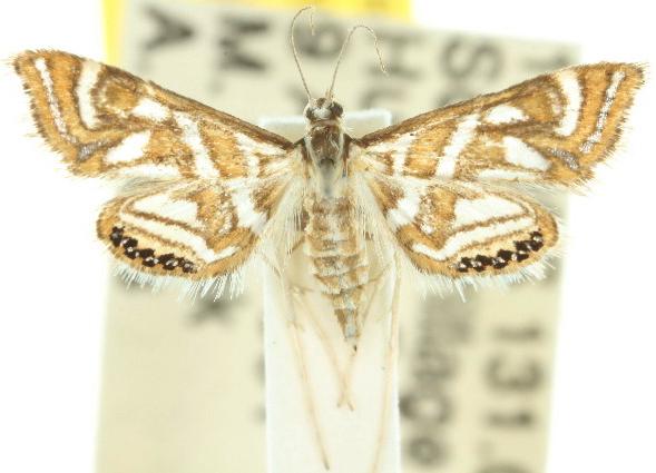 Anydraula pericompsa