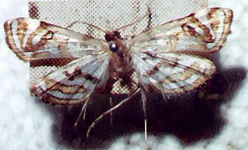 Parapoynx polydectalis