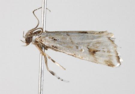 Cataclysta psathyrodes