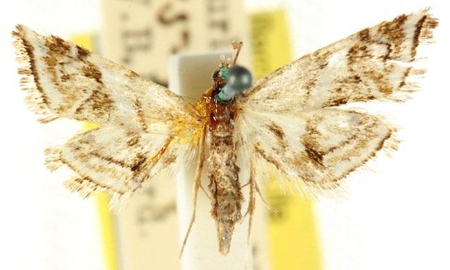 Cataclysta psathyrodes