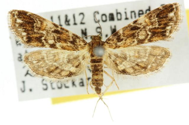 Elophila responsalis