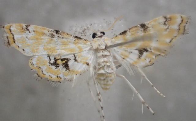 Elophila sinuosa