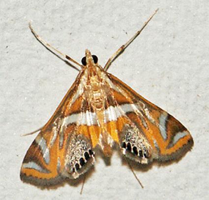 Margarosticha sphenotis