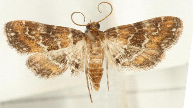Parapoynx tenebralis