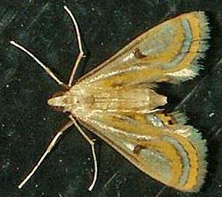 Tetrernia teminitis