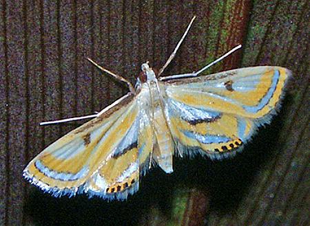 Tetrernia teminitis