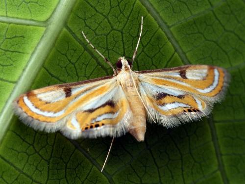 Tetrernia teminitis