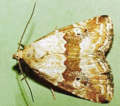 Maliattha amorpha
