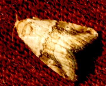 Maliattha amorpha